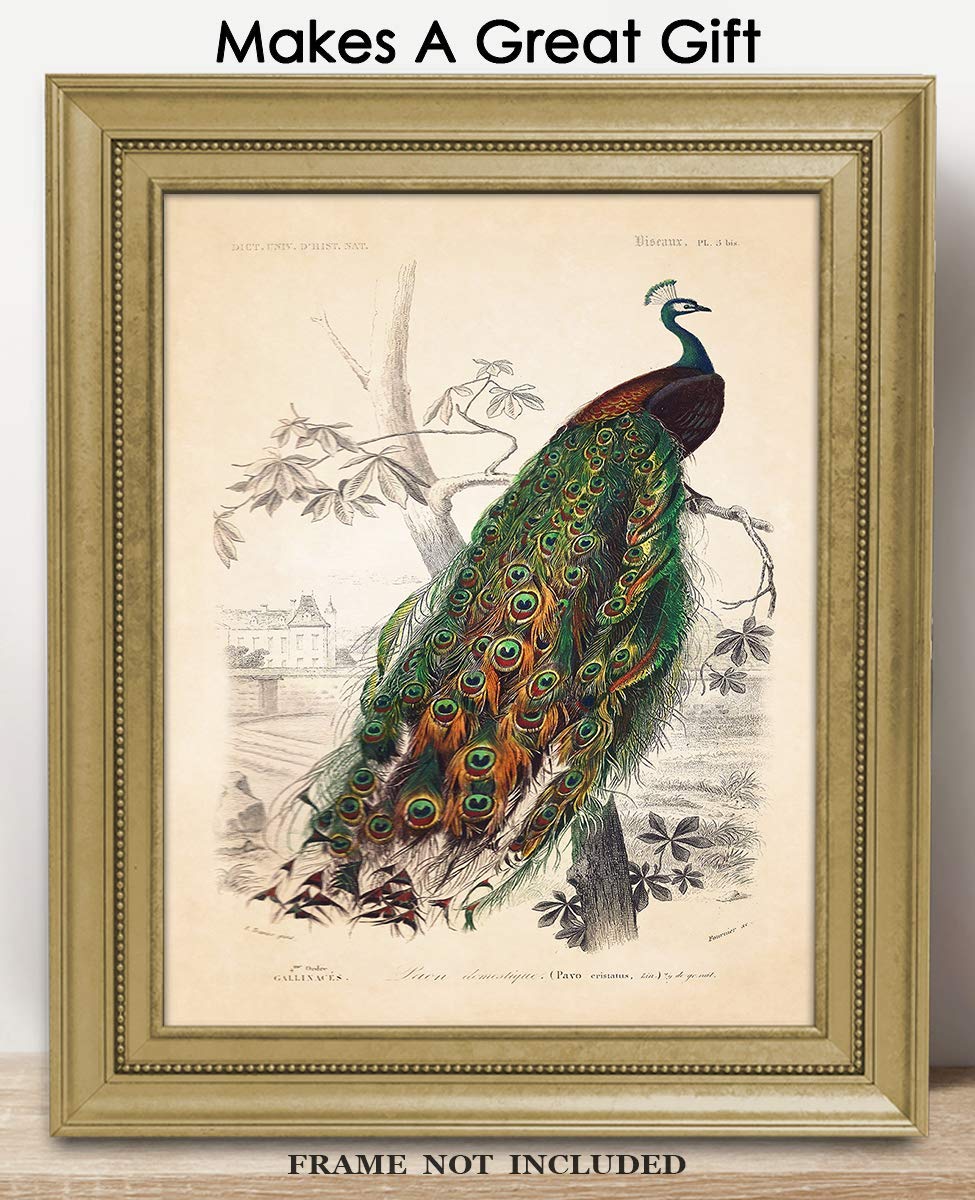 Amazon.com: Vintage Peacock: Unique Bird Wall Art Poster Print for